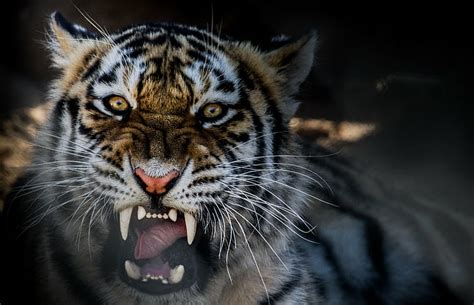 Online crop | HD wallpaper: tiger, growling, Animal | Wallpaper Flare