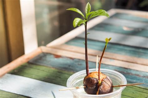 How to Grow Avocados from the Stone - BBC Gardeners World Magazine