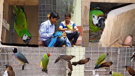 Severe Macaw Breeding Progress / Small Finches Birds Breeding in Large Aviary. - YouTube