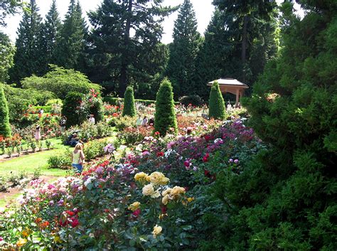 Portland's Rose garden (beautiful to stroll in) | Rose garden portland, Flower garden, Public garden