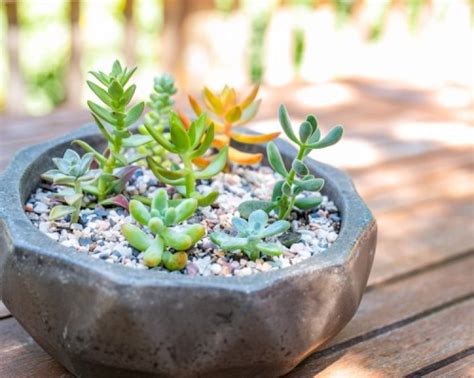 Repotting Succulents and Cacti: Complete How-To Guide (With Pictures)