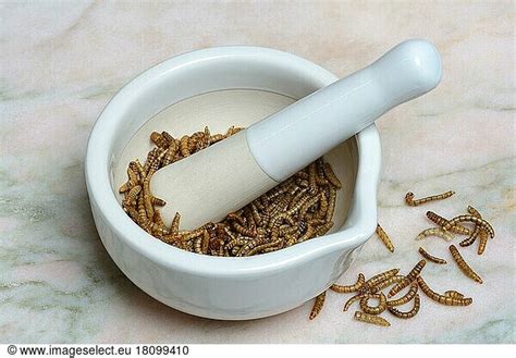 Flour worm Flour worm, crushing of flour worms in grating bowl ...