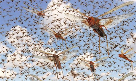 Insect swarms charge the atmosphere with static electricity - Earth.com