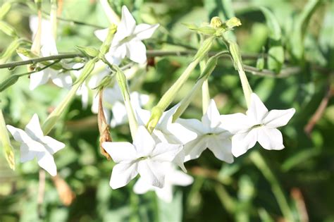 Flowering Tobacco - Powdermill Nature Reserve