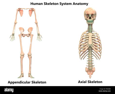 Human Skeleton System Appendicular and Axial Skeleton Anatomy Stock ...