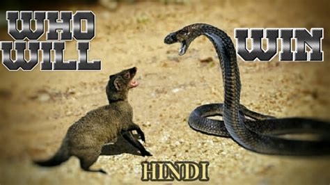 Snake vs mongoose | Who will win the battle in snake and mongoose ...