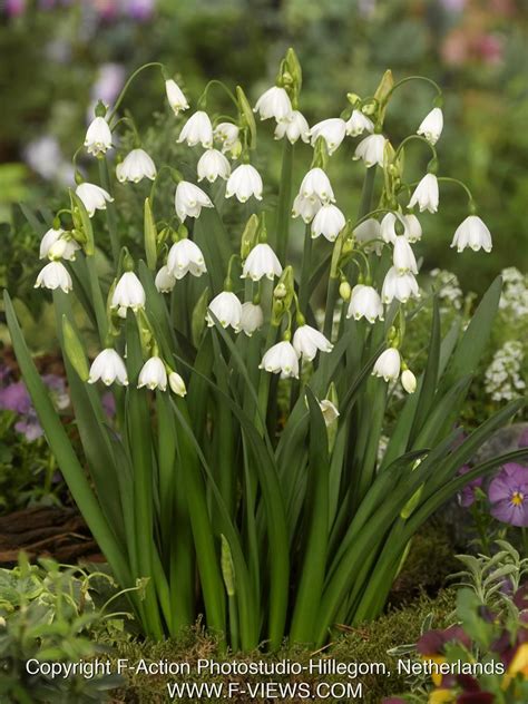 Leucojum Aestivum | Tuin, Planten, Moestuin