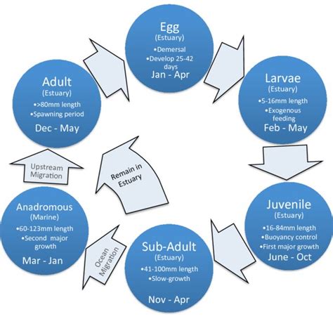 -Life cycle of longfin smelt, adapted from the Delta Regional Ecosystem... | Download Scientific ...