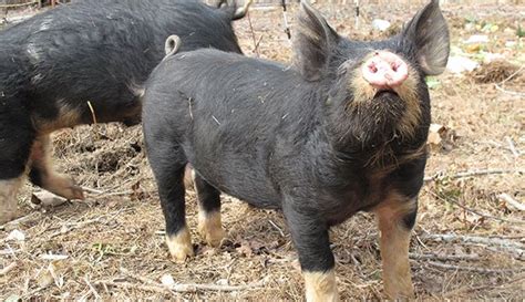 Berkshire Pigs - The Perfect Heritage Livestock for Small Farms