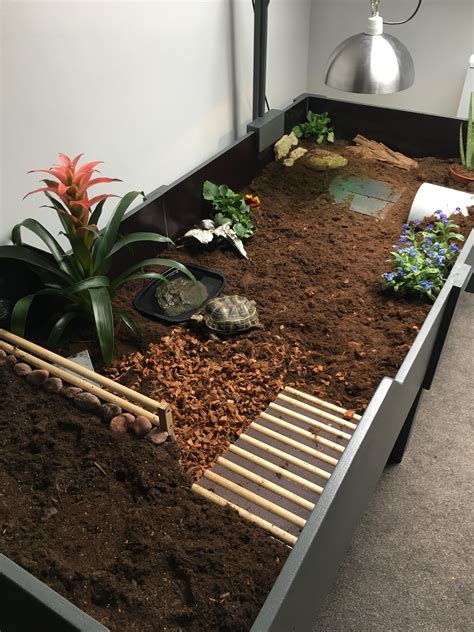 Overview of my new Russian tortoise indoor enclosure. It’s been a week now and my little ...