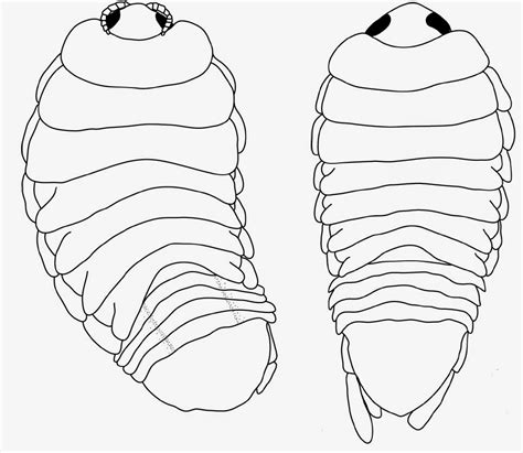 Sciency Thoughts: A parasitic Cymothoid Isopod from the Virgin Islands.