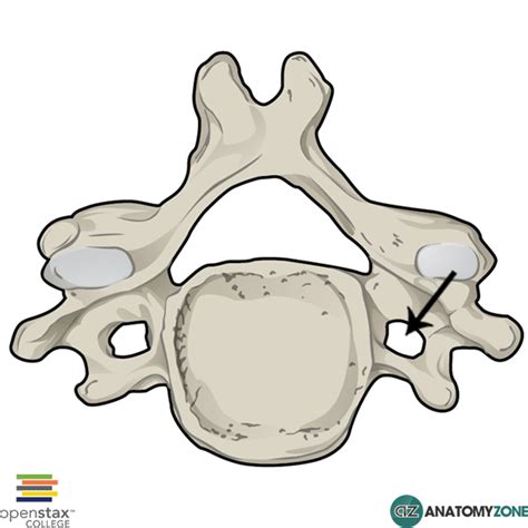 Transverse Foramen - AnatomyZone