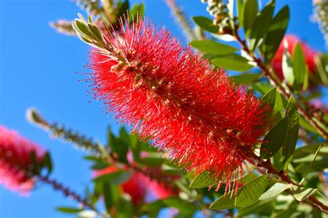 innaffia il fiore Thorns po pianta dello spazzolino sopra capire ...