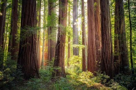 The Ultimate Guide to Humboldt Redwoods State Park Camping - Beyond The Tent