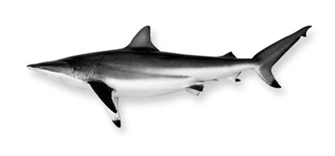 Shark black and white black and white images of sharks cool hd ...