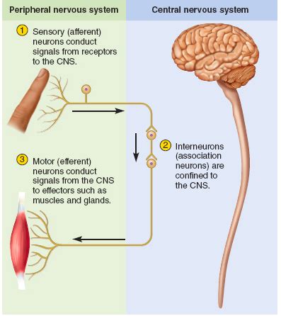 Afferent Neuron