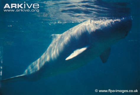 Pygmy sperm whale - Alchetron, The Free Social Encyclopedia