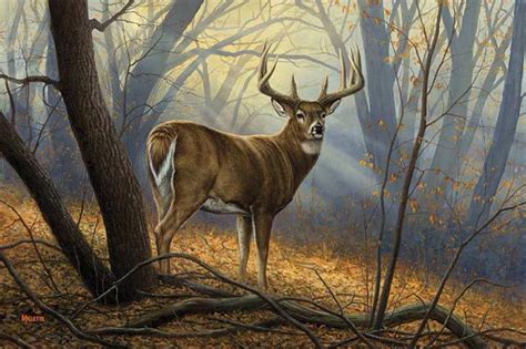 Whitetail Deer Paintings