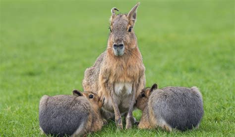 Patagonian mara facts, distribution & population | BioDB