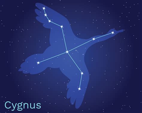 Cygnus swan constellation vector sign with animal silhouette. The constellation of Cygnus with ...