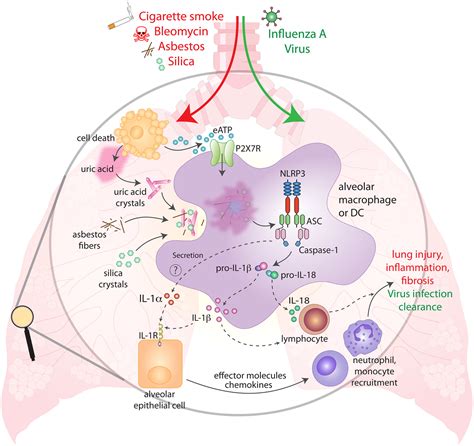 New Insights into Mechanisms Controlling the NLRP3 Inflammasome and Its Role in Lung Disease ...