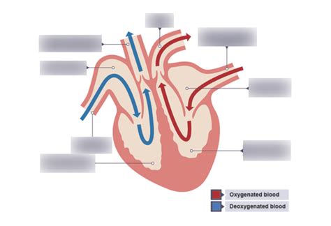 Cardiovascular System : Heart Diagram - Oxygenated vs. Deoxygenated Blood Diagram | Quizlet