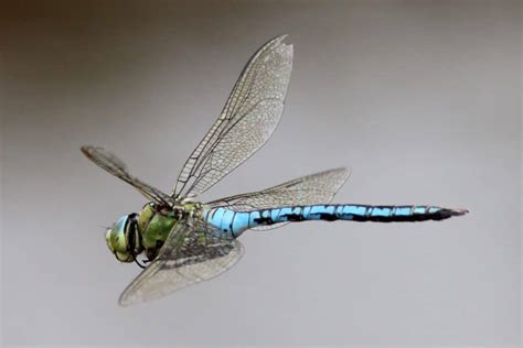 Emperor Dragonfly | Focusing on Wildlife