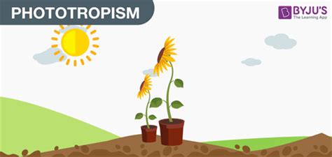 Tropic Movements In Plants- Different Types of Tropic Movements