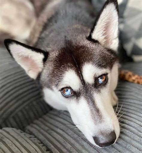 Husky Eye Color: The Complete Guide