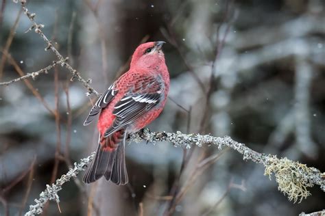 Pine Grosbeak | Audubon Field Guide