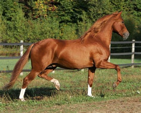 Chestnut sabino | Horses | Pinterest