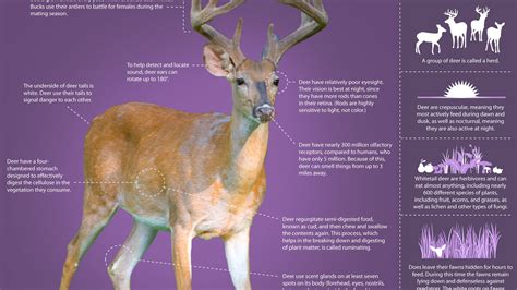 The Private Life of Deer ~ Infographic: Learn About the Whitetailed ...