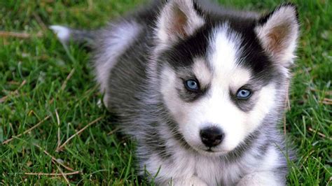 How To Adopt A Mini Husky? | PETSIDI