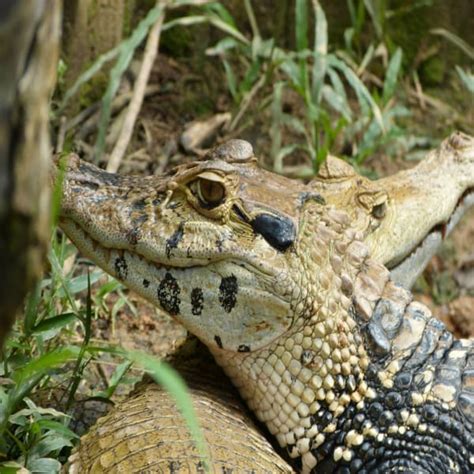 Photos of Biodiversity and Communities: The Colombian Amazon in Colombia