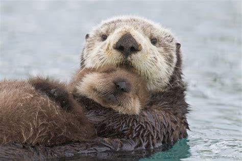 Female Sea otter holding newborn pup out of water, Prince William Sound ...