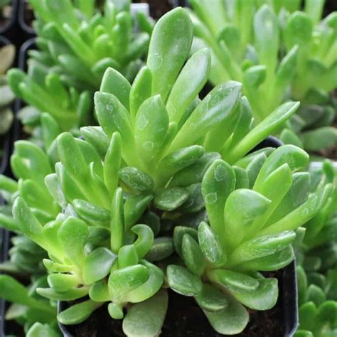 80+ Best Mini Succulents to Grow in Any Apartment