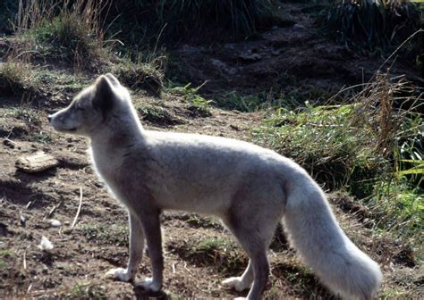 Arctic Fox Behavior - AnimalBehaviorCorner