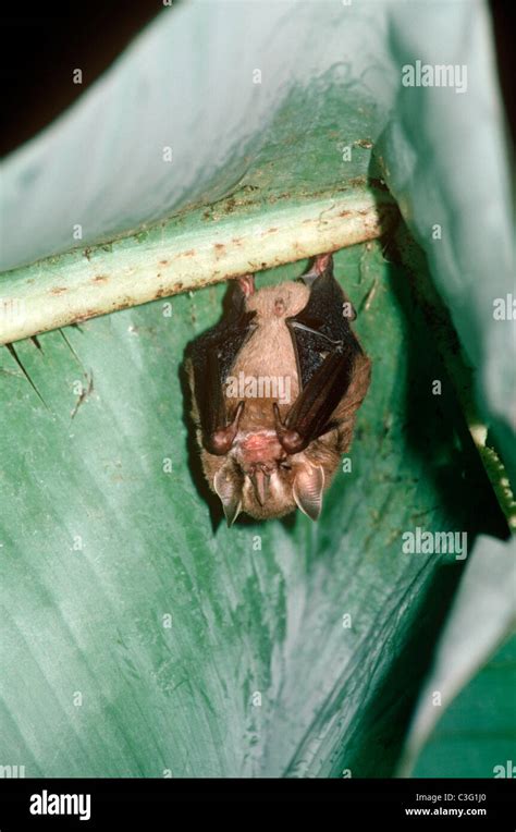 Tent-building / tent-making bat (Uroderma bilobatum: Phyllostomatidae) under its banana leaf ...