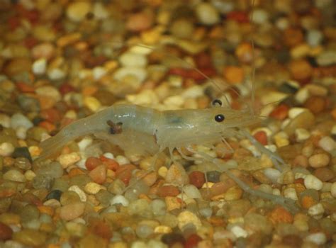 15 Popular Freshwater Shrimp Species (With Pictures): Complete Guide