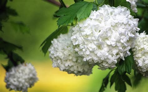 White Hydrangea Wallpapers - Top Free White Hydrangea Backgrounds ...