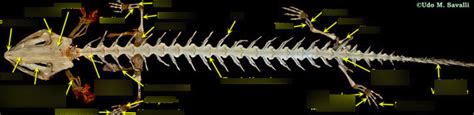 Mudpuppy Skeleton Diagram | Quizlet