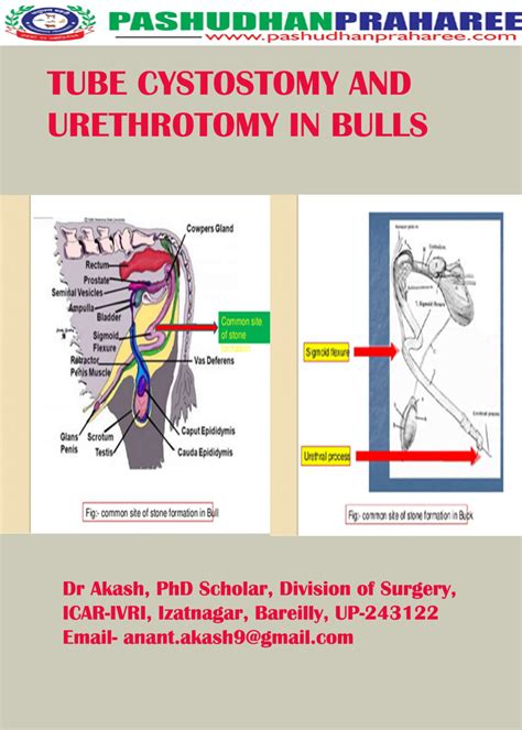 TUBE CYSTOSTOMY AND URETHROTOMY IN BULLS | Pashudhan praharee