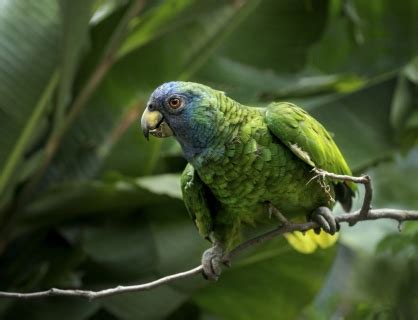 Stock Photography & Video Footage DOMINICA, West Indies (Eastern Caribbean) – Art Photo – Video ...