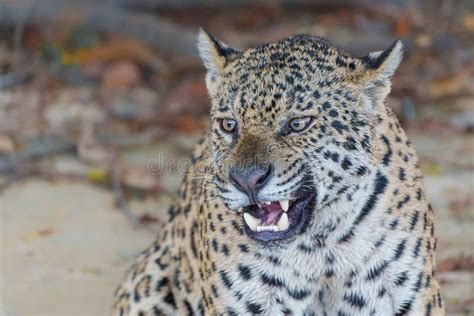 Jaguar Hunting in the Northern Pantanal Stock Image - Image of looking ...