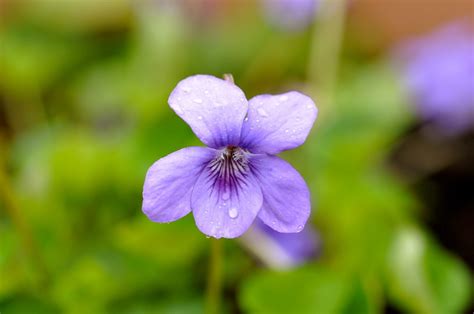 Viola. | Most Viola species are perennial plants, some are a… | Flickr