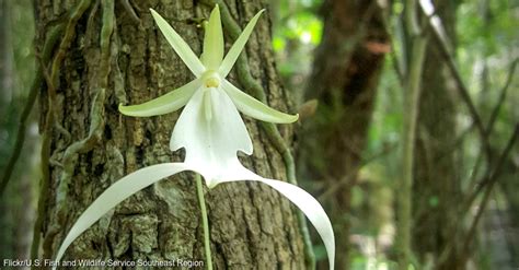 These Plants Are Inhabiting the Florida Everglades Again And They Are ...