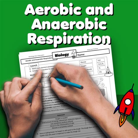 Aerobic And Anaerobic Respiration Worksheet - vrogue.co