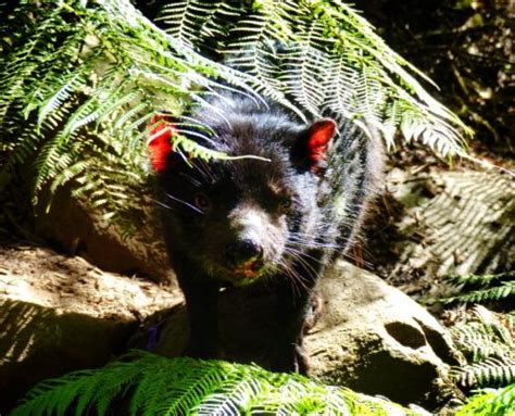 Tasmania: Tasmanian Devil Conservation Park – Travel2Unlimited