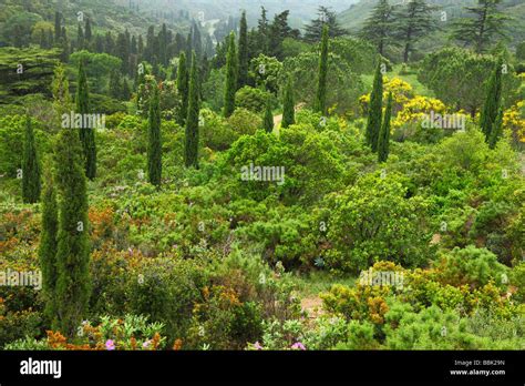 Mediterranean Forest High Resolution Stock Photography and Images - Alamy