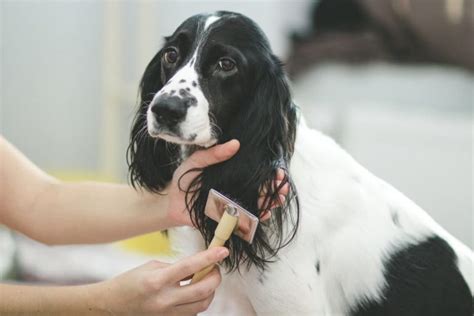 Matted Dog Hair: Top Grooming Solutions | Great Pet Care